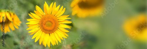 Close up of a sunflower in a field  panoramic summer background