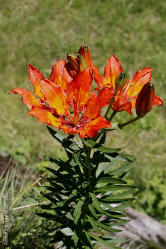 Orangerote Feuerlilie, Lilium bulbiferum ssp. croceum photo