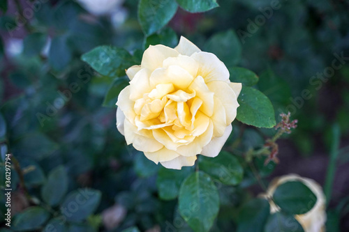white rose bud close-up top