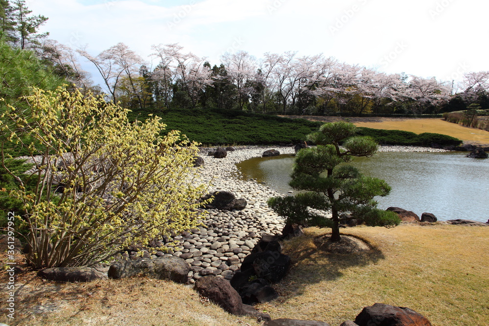 レンギョウと桜の咲く日本庭園