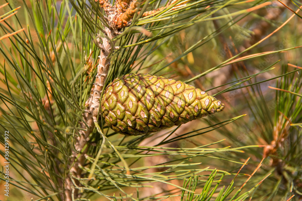 Obraz premium young pine cones and needles close-up