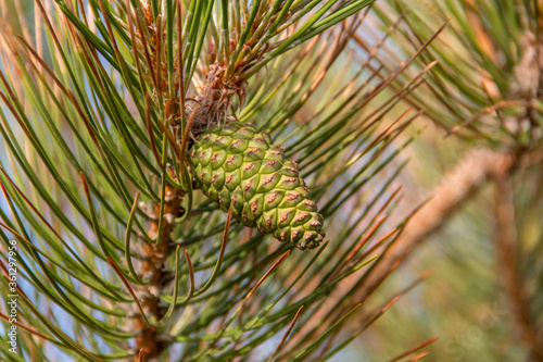  young pine cones and needles close-up