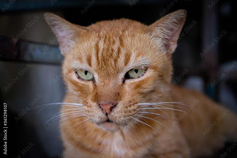 a sleepy tabby cat with funny face.