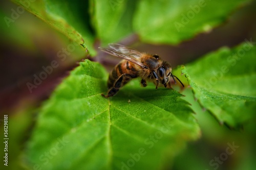 bee on leaf © medwedja