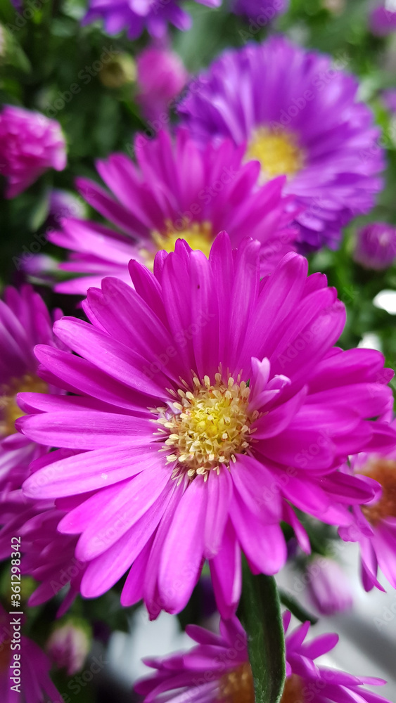 Beautiful pink and purple colored aster flowers Beautiful pink and purple colored aster flowers
