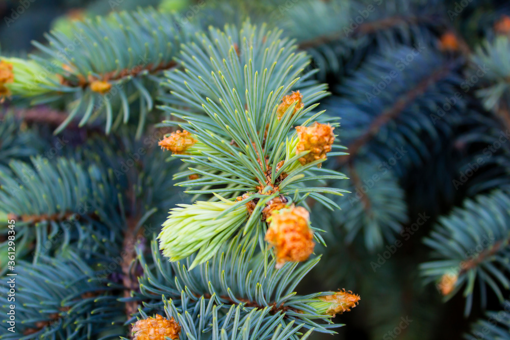 Fir coniferous backgrounds. Fir tree branches of a fur tree. Christmas tree branch background. Spruce in the forest close-up. Christmas tree branch texture Fir coniferous backgrounds. Fir tree branches of a fur tree. Christmas tree branch background. Spruce in the forest close-up. Christmas tree branch texture
