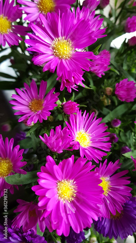 Beautiful pink and purple colored aster flowers