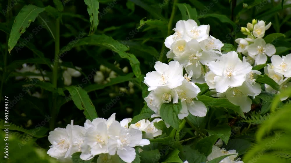 Many white Jasmine flowers in inflorescences on a green background: place for text, greeting background Many white Jasmine flowers in inflorescences on a green background: place for text, greeting background