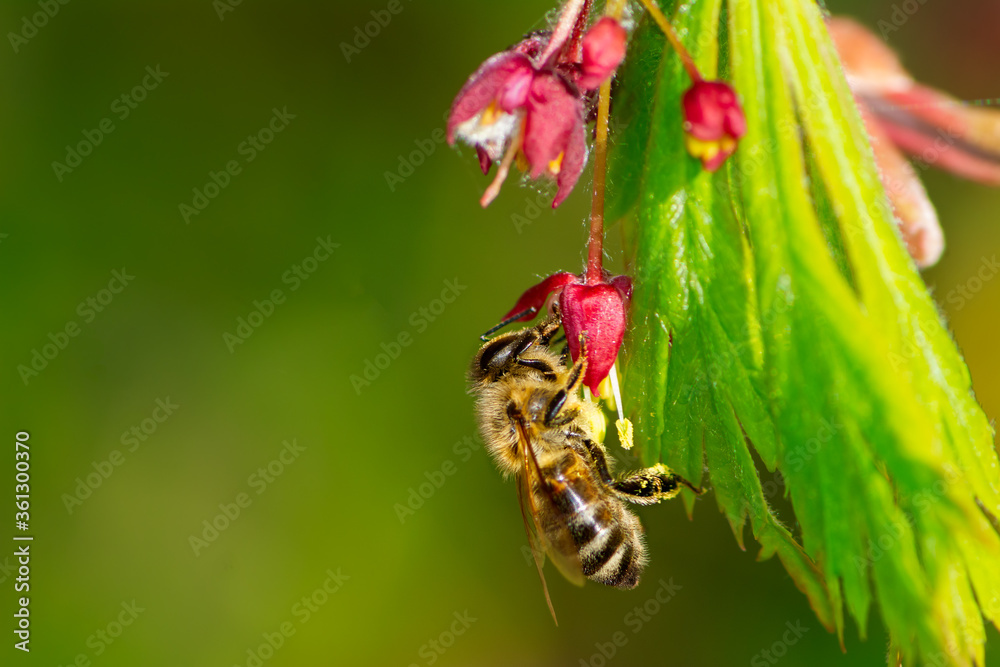 Bee pollinating on a flower blossom Bee pollinating on a flower blossom