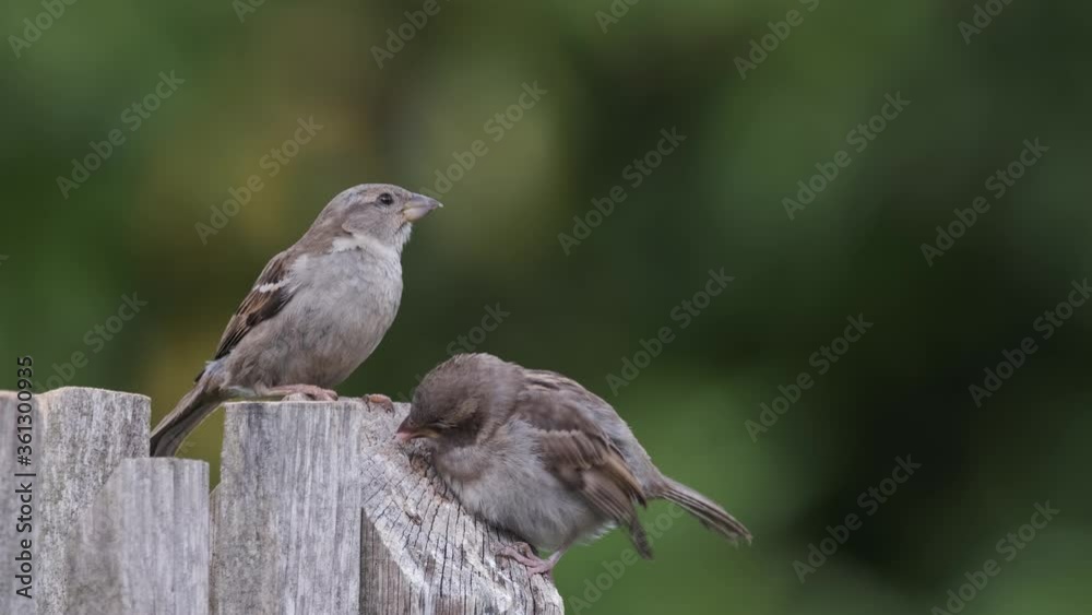 House Sparrow Mother Bird Feeding Fledgling Baby On Fence With Green Background Copy Space House Sparrow Mother Bird Feeding Fledgling Baby On Fence With Green Background Copy Space
