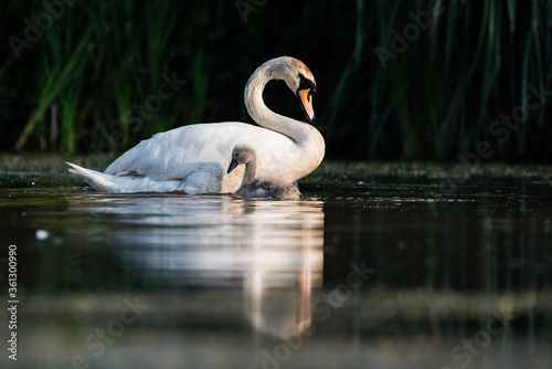 Family of Mute Swan on a feeding ground with young at dawn. Their Latin name are Cygnus olor.