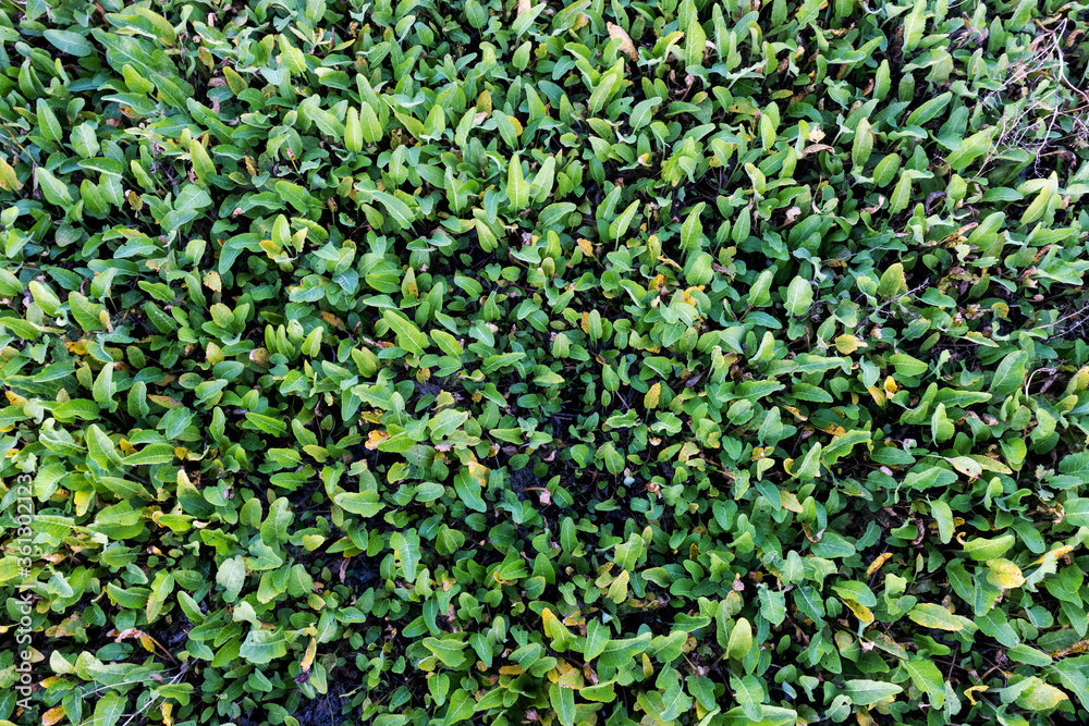 dense thickets of green marsh plants