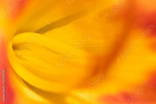 orange petals and smooth lines of a lily macro