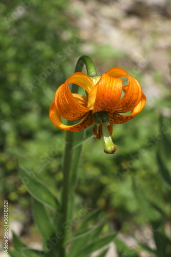 Krainer Lilie, Lilium carniolicum