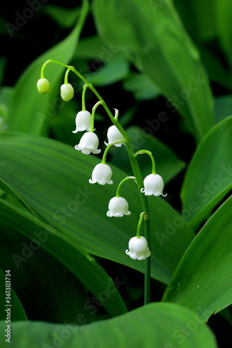Foto Maiglöckchen, Convallaria majalis