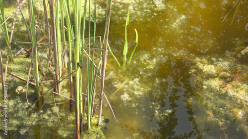 Dirty abandoned garden pond that turned into a swamp photo