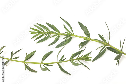 Fresh green rosemary isolated on white  top view. Aromatic herb.