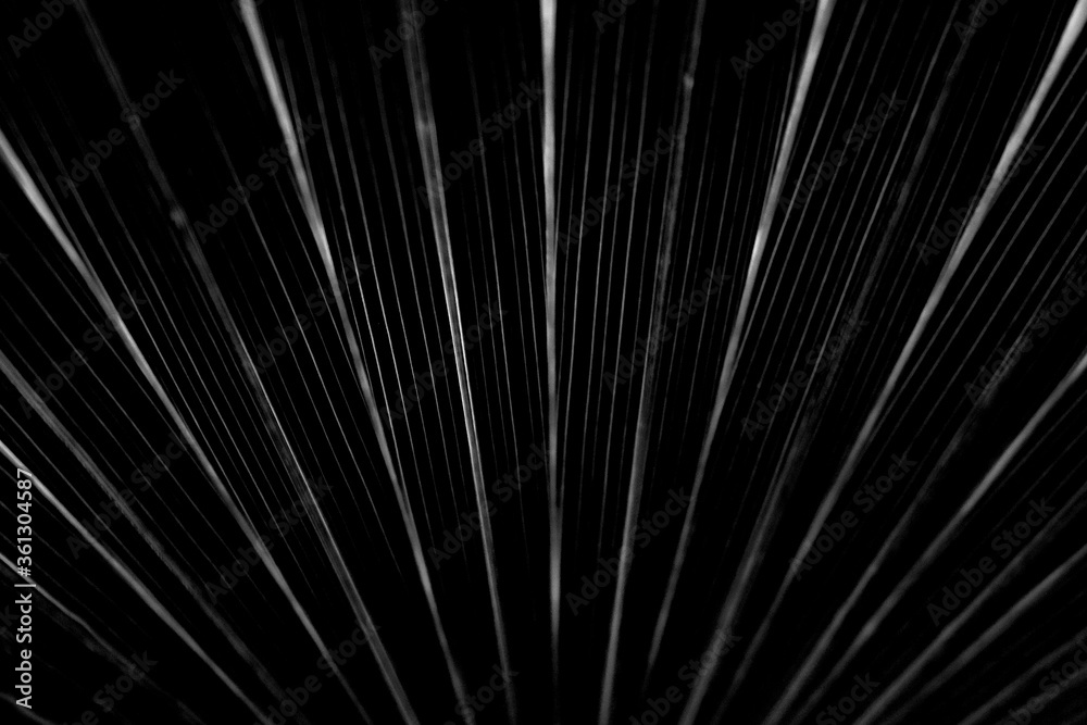 Obraz premium dry black and white leaf texture