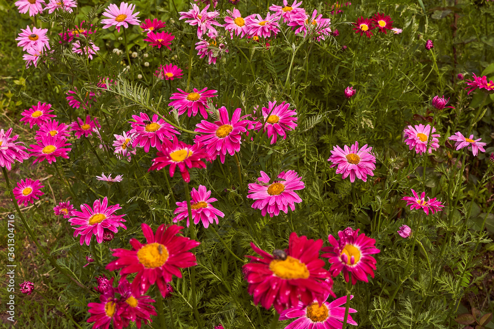 Red flowers pink daisies, asters grow in spring garden Red flowers pink daisies, asters grow in spring garden