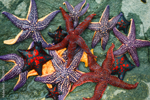 Colorful starfish collection on the rock