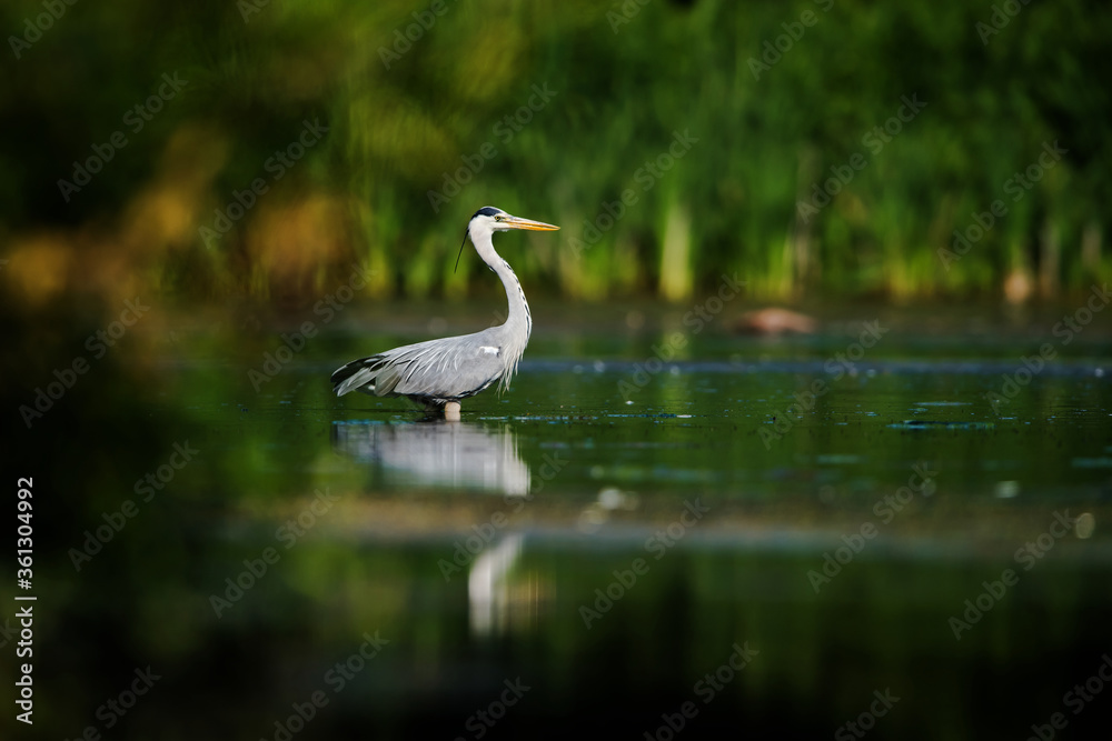 Grey Heron while hunting for fish in water. Her Latin name is Ardea cinerea. Grey Heron while hunting for fish in water. Her Latin name is Ardea cinerea.