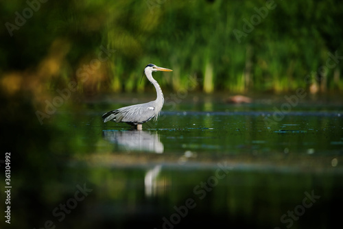 Grey Heron while hunting for fish in water. Her Latin name is Ardea cinerea.