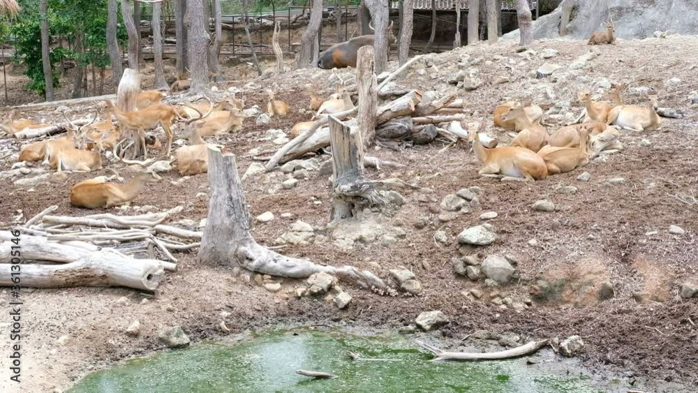 eld 's hog spotted deer resting relaxing in park eld 's hog spotted deer resting relaxing in park