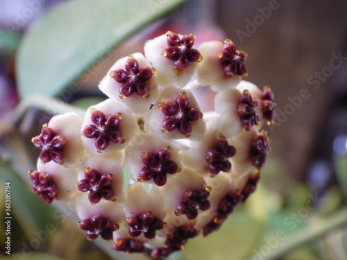 Closeup shot of a Asclepiadaceae flower photo