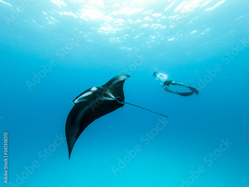 Male free diver and Giant oceanic manta ray, Manta Birostris, hovering underwater in blue ocean. Watching undersea world during adventure snorkeling tour on Maldives islands.
