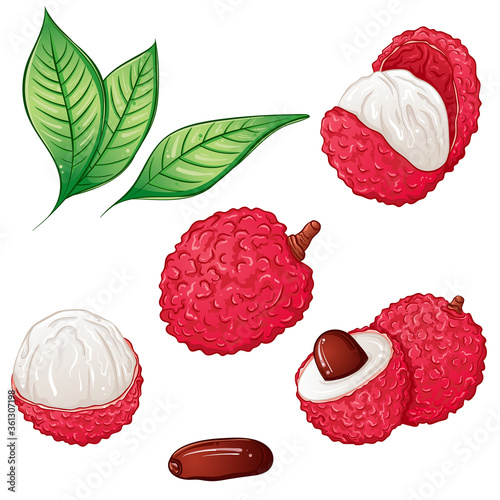 Set of tropical lychee fruit whole, half, seed, leaves. Bright colorful hand drawn vector illustration isolated on white background. Hand drawn fruit icons. Summer food