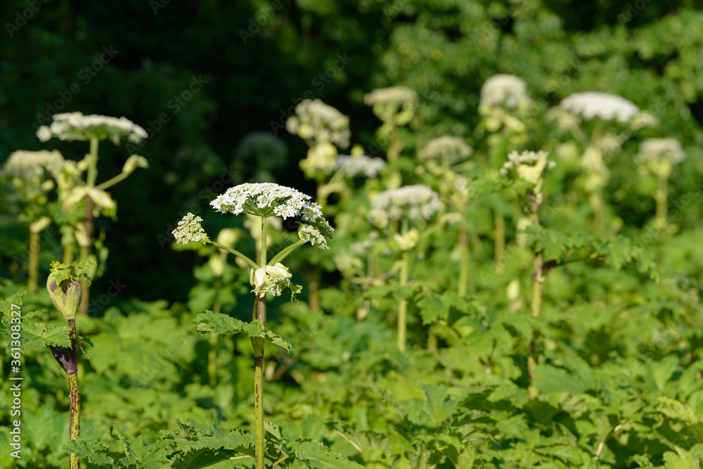 Giant dangerous allergic hogweed plant growing in the field. Poisonous Heracleum grass inflorescence. Leaves and flowers of blooming wild hogweed. Toxic perennial herb in the meadow. Giant dangerous allergic hogweed plant growing in the field. Poisonous Heracleum grass inflorescence. Leaves and flowers of blooming wild hogweed. Toxic perennial herb in the meadow.