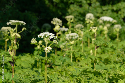 Giant dangerous allergic hogweed plant growing in the field. Poisonous Heracleum grass inflorescence. Leaves and flowers of blooming wild hogweed. Toxic perennial herb in the meadow.