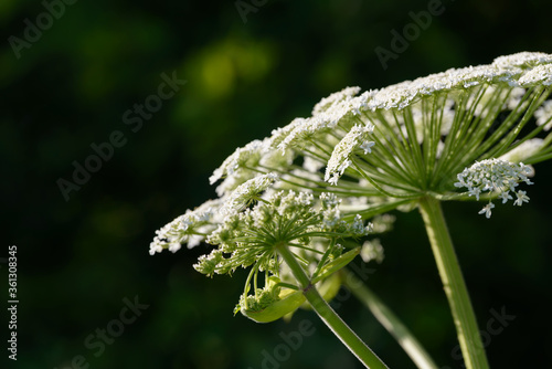 Giant dangerous allergic hogweed plant growing in the field. Poisonous Heracleum grass inflorescence. Leaves and flowers of blooming wild hogweed. Toxic perennial herb in the meadow.