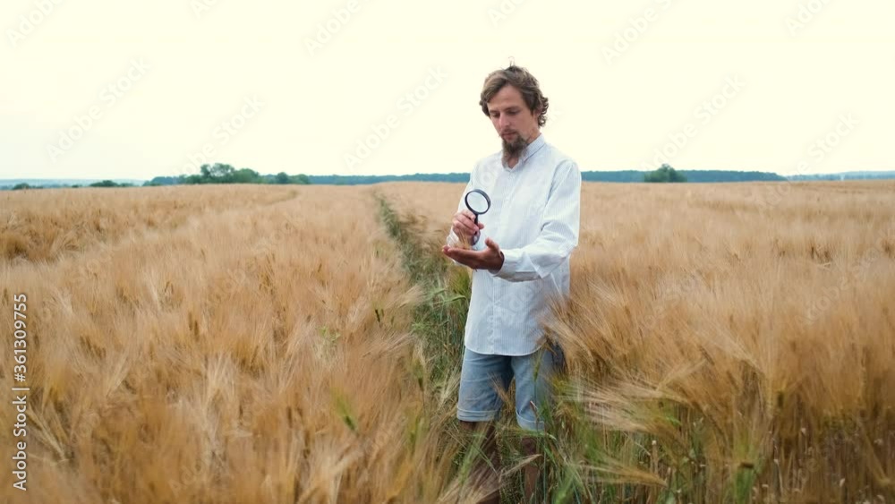 A 30-year-old agronomist with a Caucasian appearance and a beard walks in a field on a wheat or barley plantation with a magnifying glass and does research A 30-year-old agronomist with a Caucasian appearance and a beard walks in a field on a wheat or barley plantation with a magnifying glass and does research
