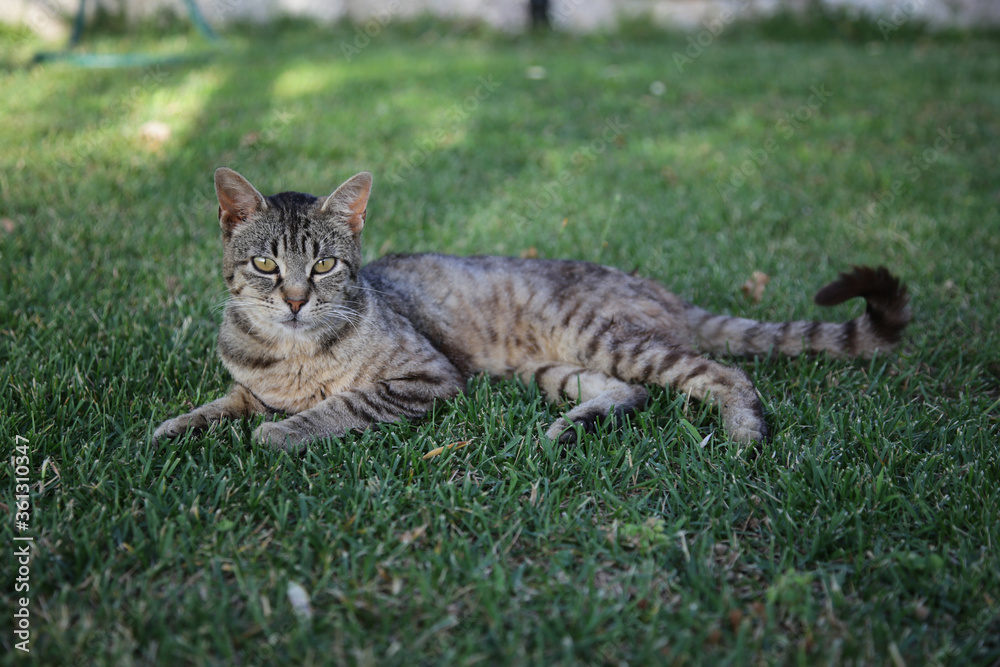 beautiful european cat is resting on the grass