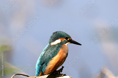 kingfisher on the branch