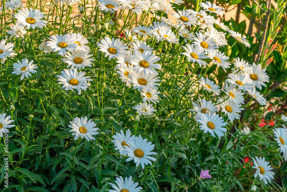 Daisies in a summer meadow. Blooming daisies