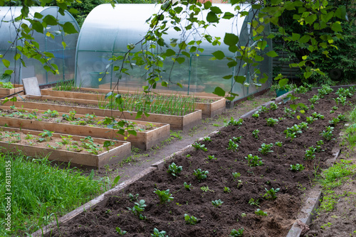Beds and greenhouses for growing vegetables for vegetarian natural food
