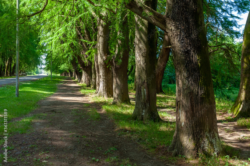 Alley of swamp cypress trees in Poti, Georgia Alley of swamp cypress trees in Poti, Georgia