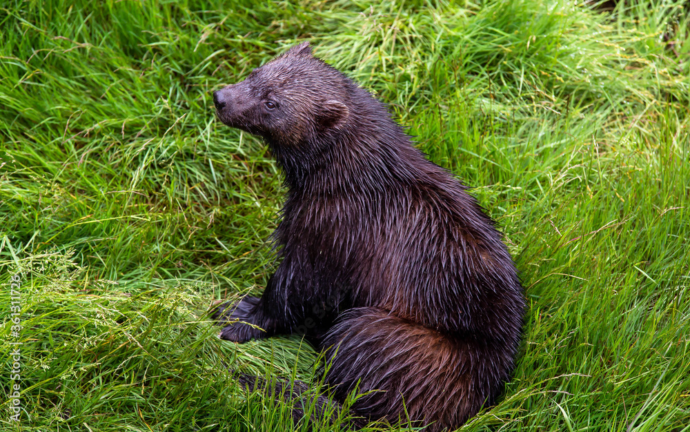 Wolverine sitting in the grass. Wolverine sitting in the grass.