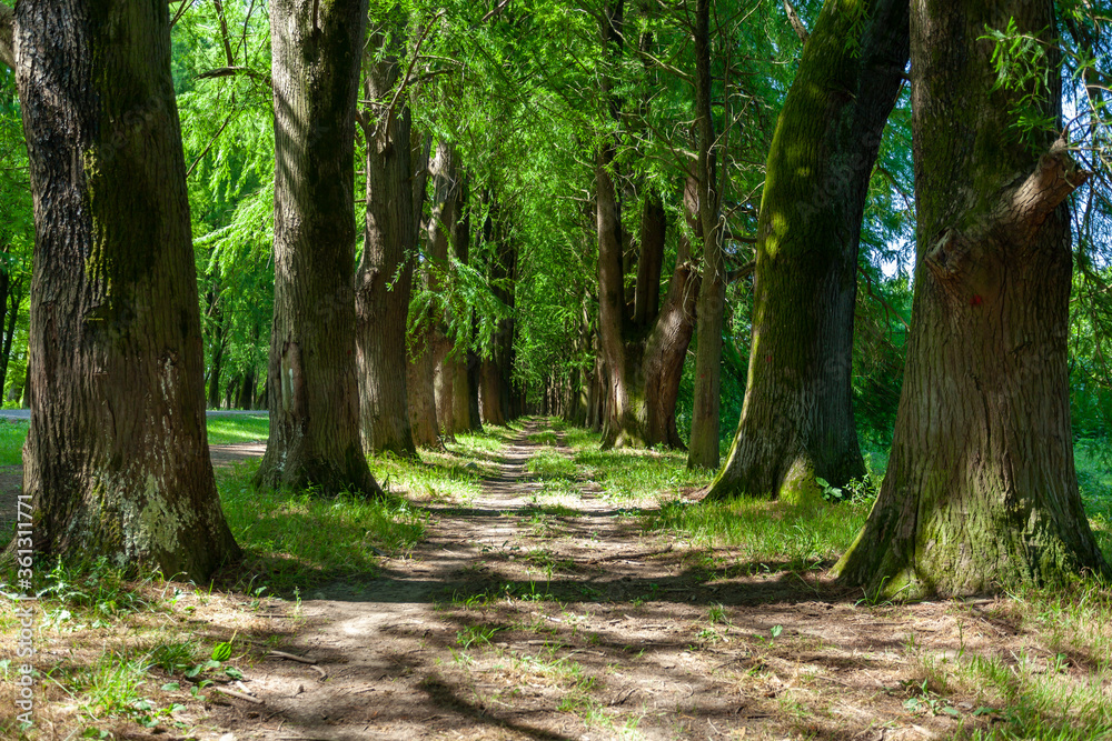Fototapeta premium Alley of swamp cypress trees in Poti, Georgia