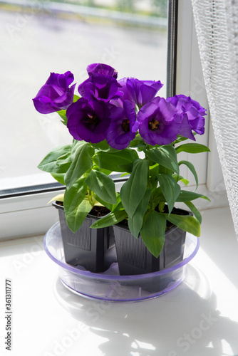 Potted eustoma flower stands on a white windowsill in the room