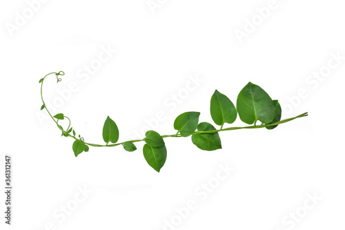 Twisted  vines  leaf with heart shaped green leaves isolated on white background, clipping path included. Floral Desaign. HD Image and Large Resolution. can be used as wallpaper