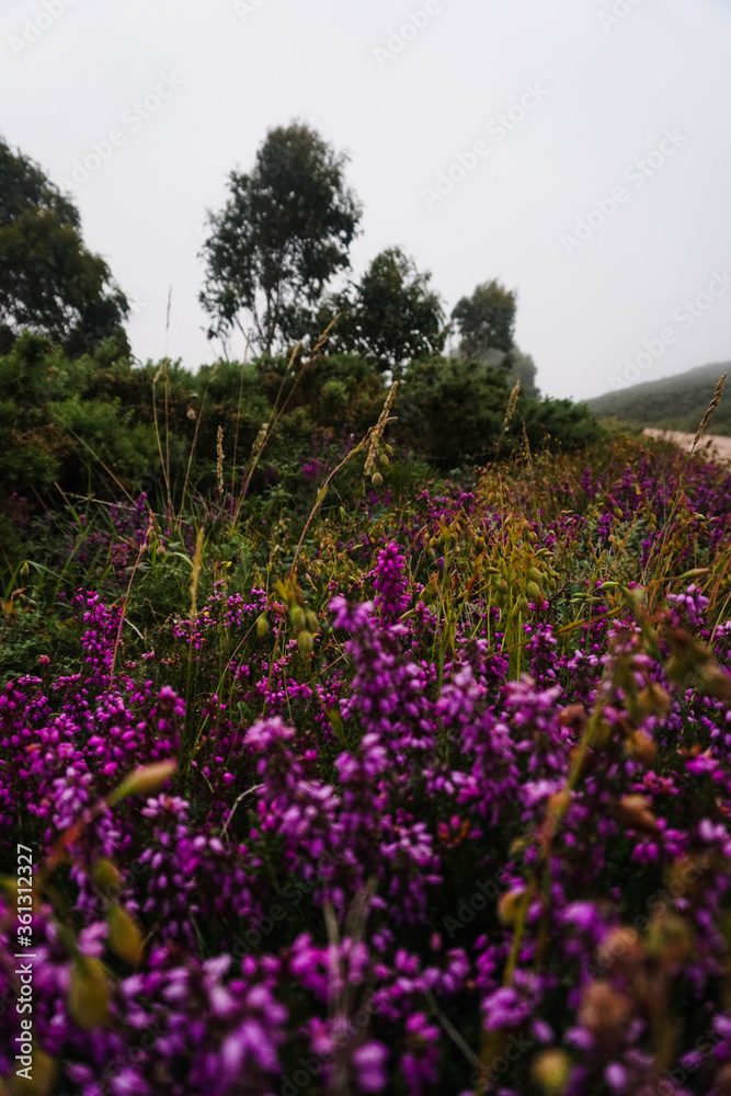 Obraz premium Purple and green flowers on a path