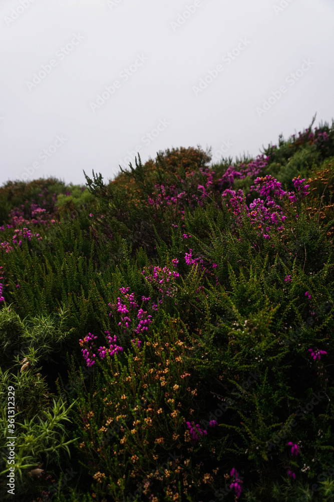 Obraz premium Purple and green flowers on a path