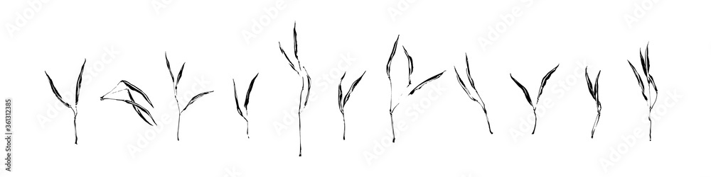 Fototapeta premium Set of hand drawn wild plants. Outline herbs with leaves painted by ink. Black isolated sketch vector on white background