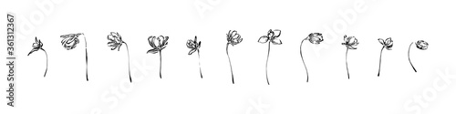 Hand drawn anemone flowers collection. Outline floral ink painting set. Black isolated sketch vector on white background