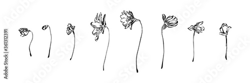 Hand drawn anemone flowers collection. Outline spring floral ink painting set. Black isolated sketch vector on white background