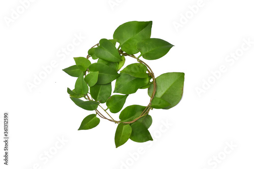 Twisted  vines  leaf with heart shaped green leaves isolated on white background  clipping path included. Floral Desaign. HD Image and Large Resolution. can be used as wallpaper