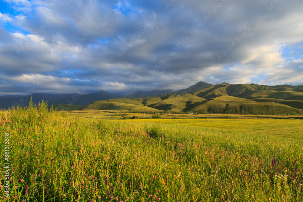 Beautiful spring and summer landscape. Lush green hills. Spring blooming herbs.